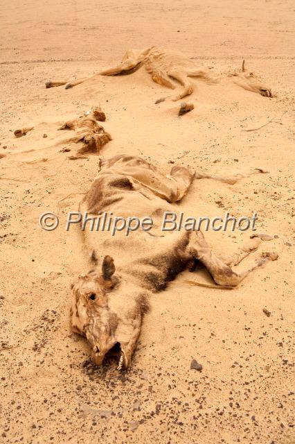 egypte desert libyque 10.JPG - Bétail mort dans le désert libyqueEgypte
